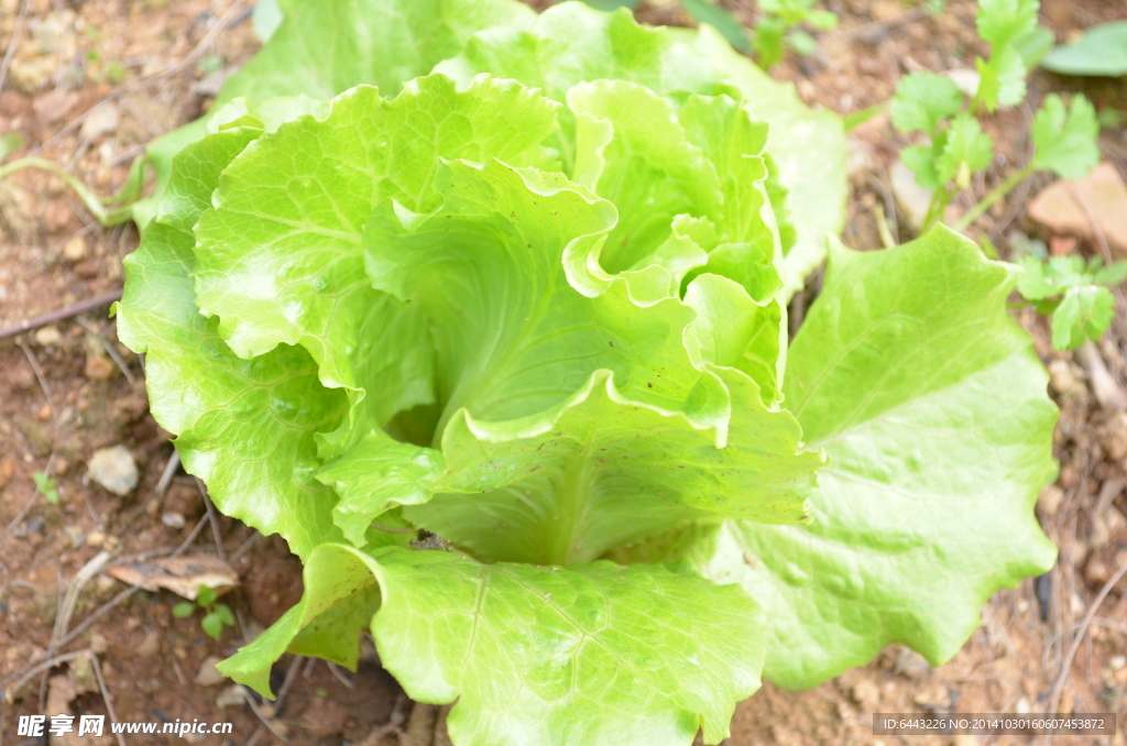農(nóng)地的生菜