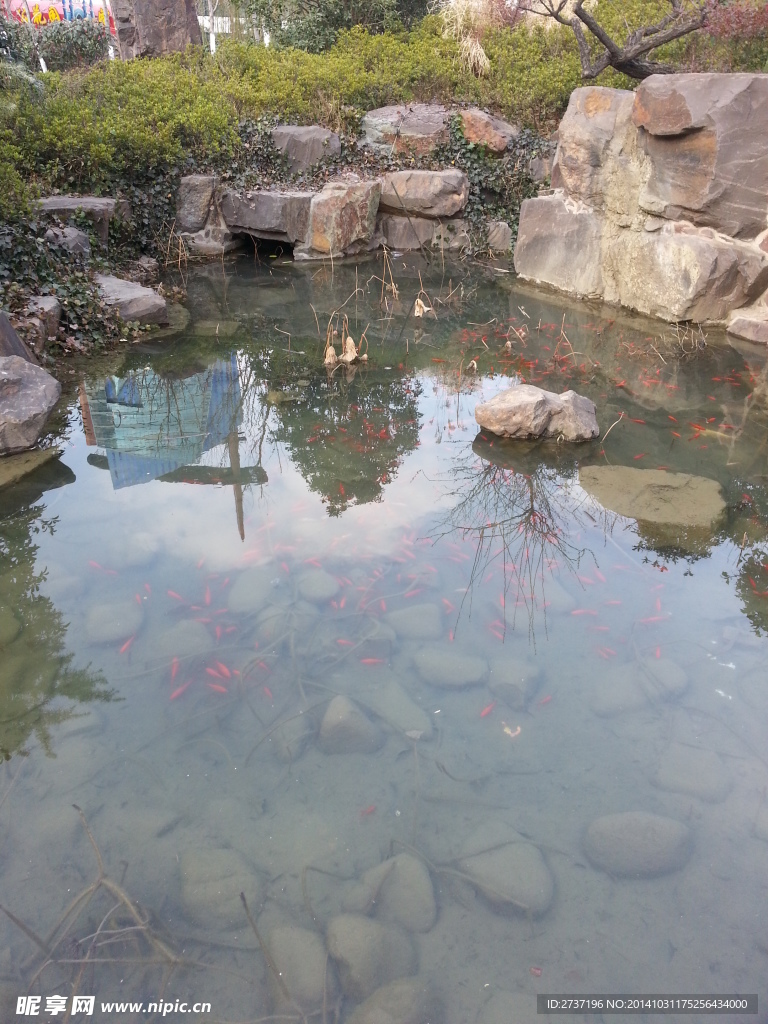金魚池