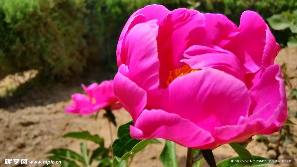 花朵攝影景色