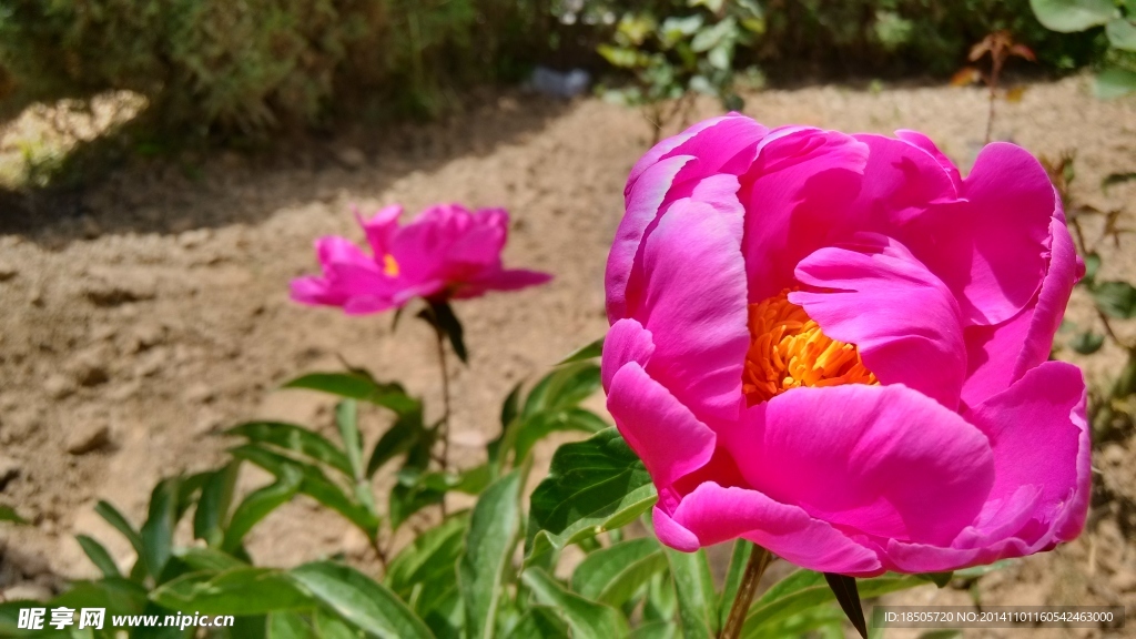 花草景色