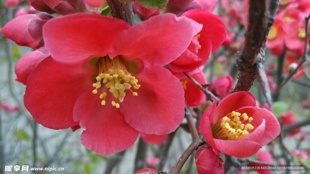 紅色花朵景色