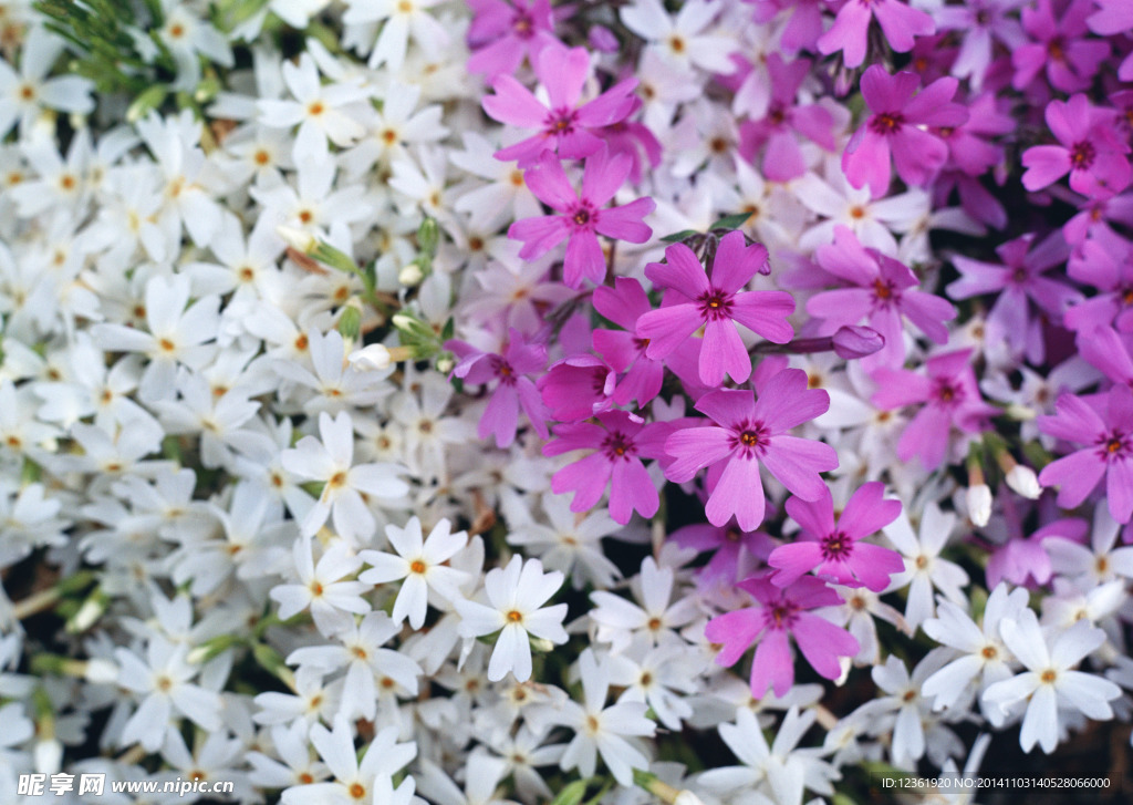 紫色鮮花