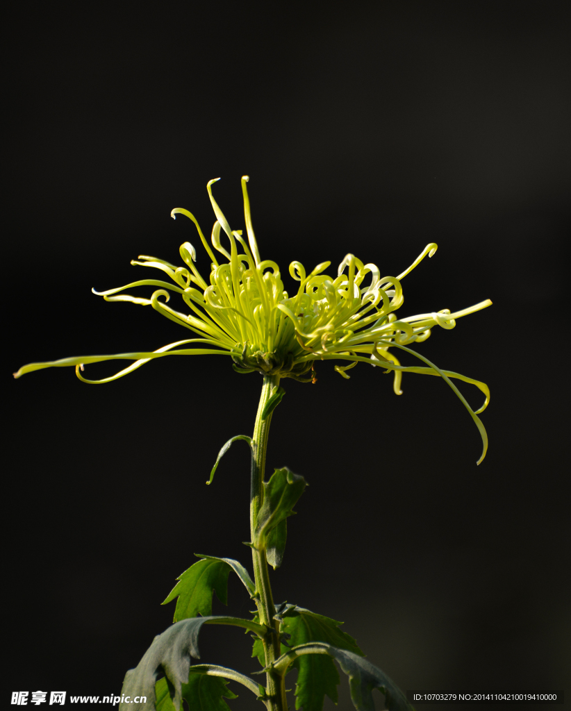 綠菊花