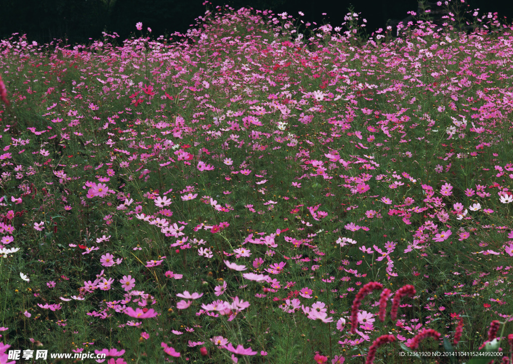 波斯菊