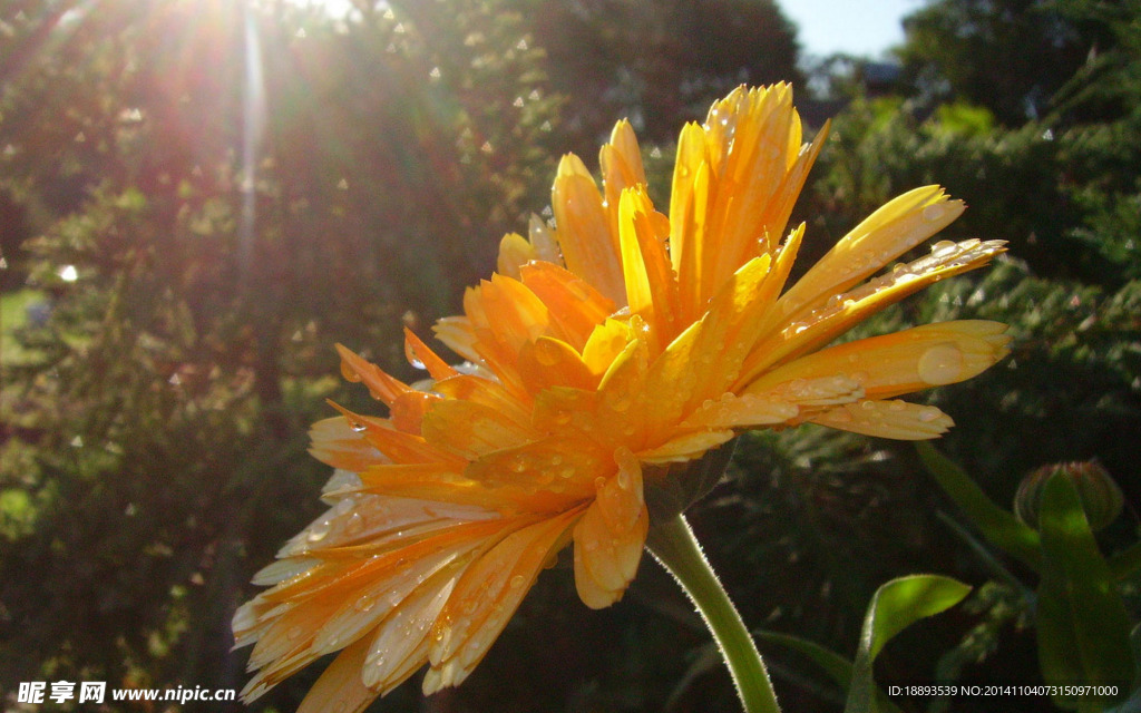 阳光下的菊花