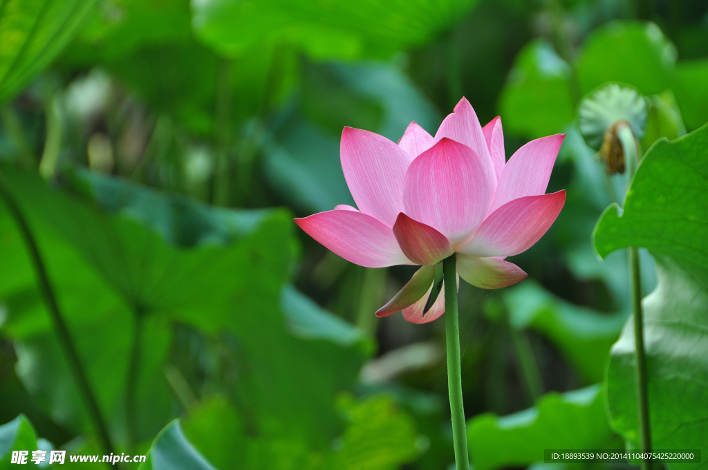 漂亮的蓮花