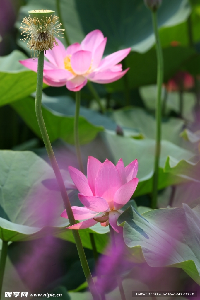 荷花