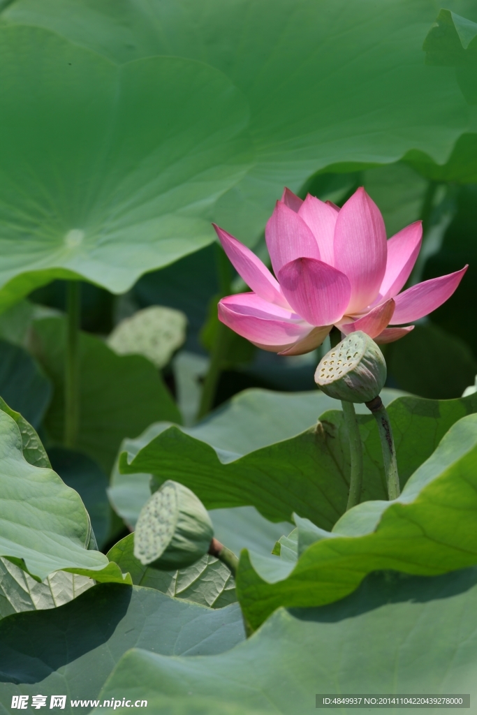 荷花
