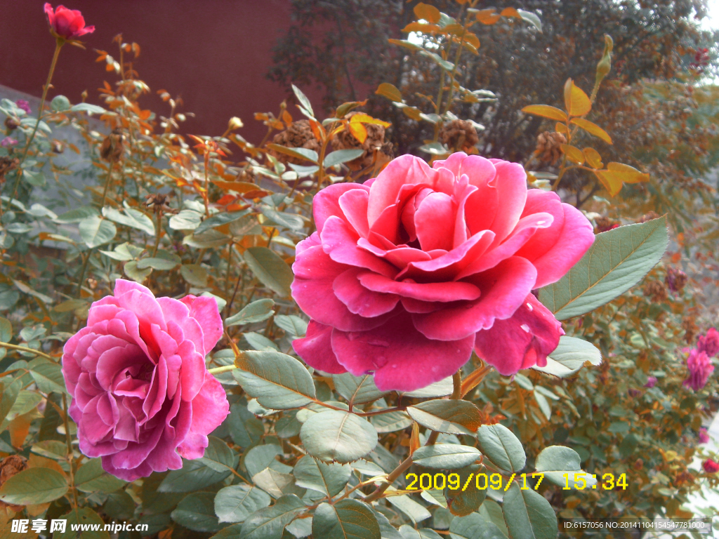 月季花