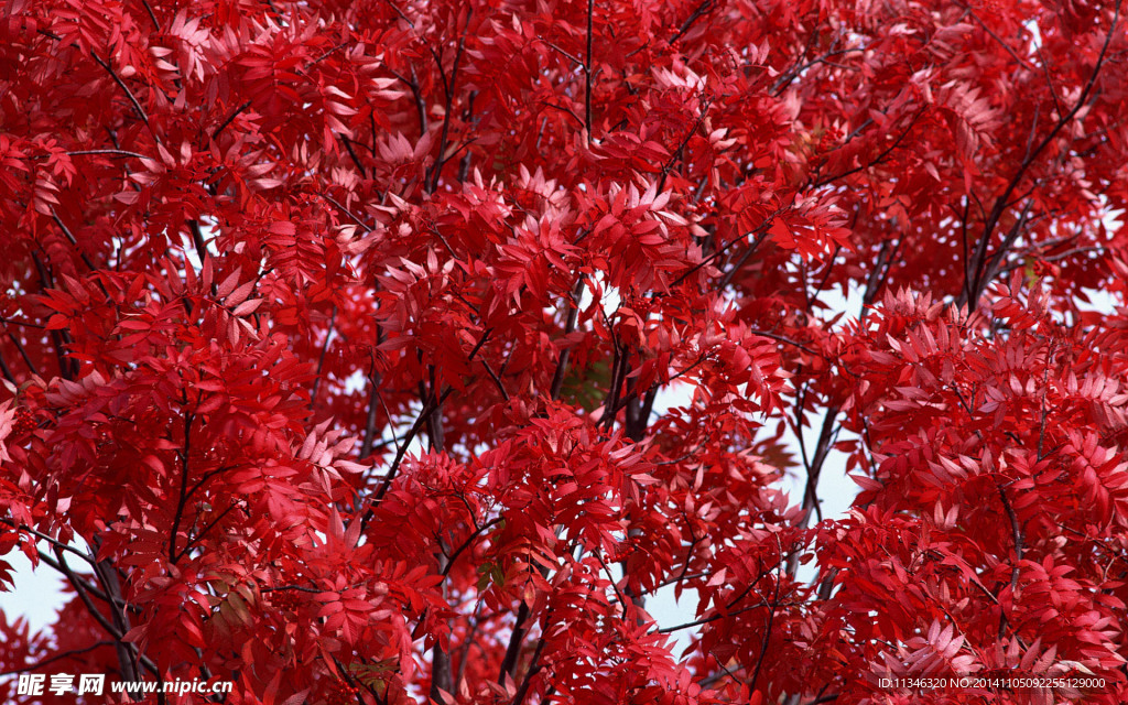 紅葉風(fēng)光