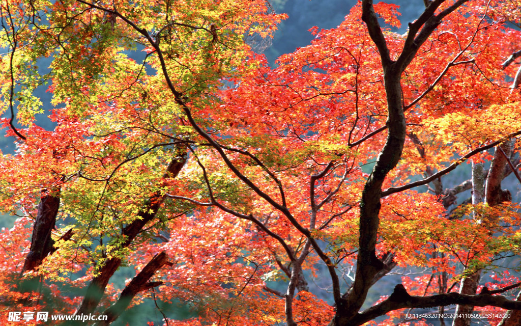 紅葉風(fēng)光