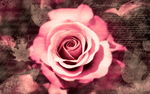 唯美玫瑰花高清壁纸