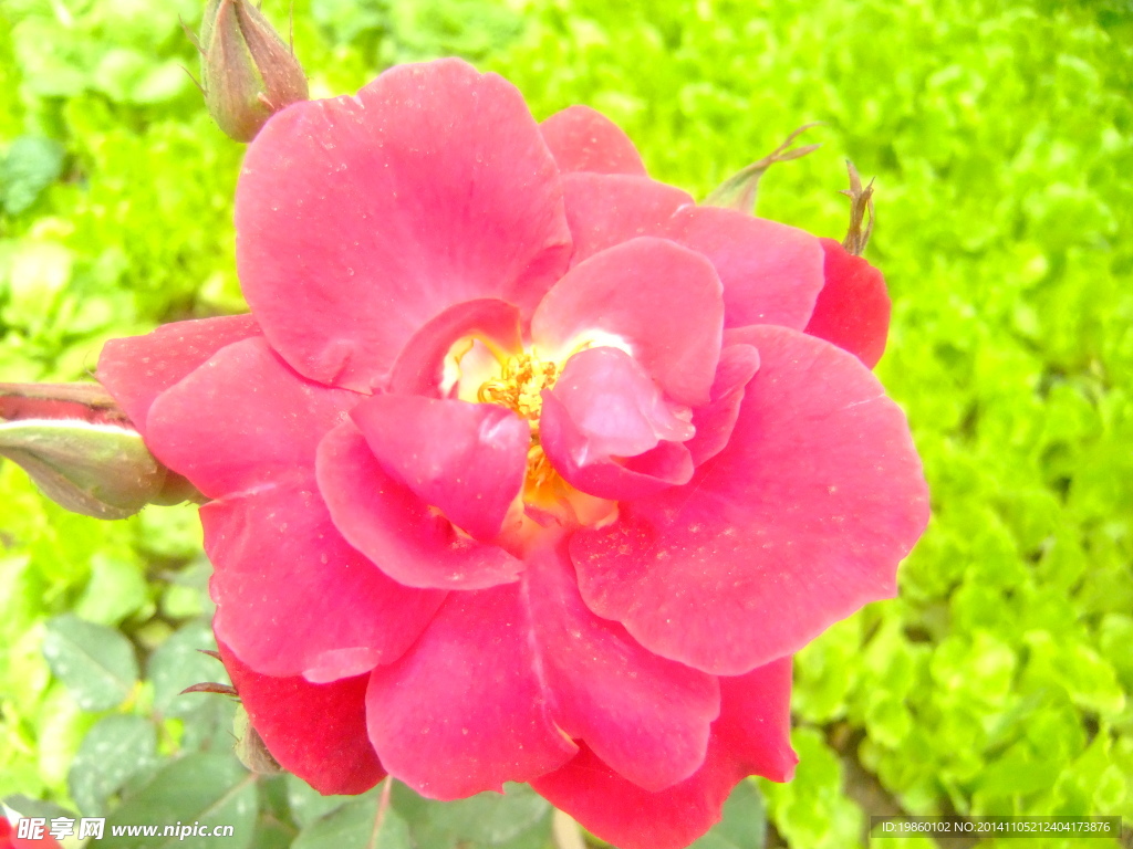 月季花