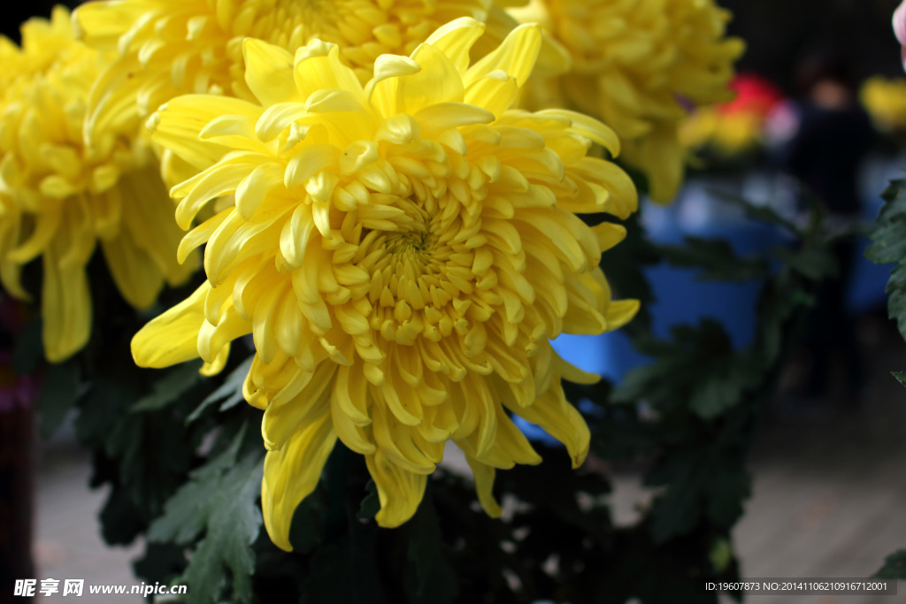 菊花