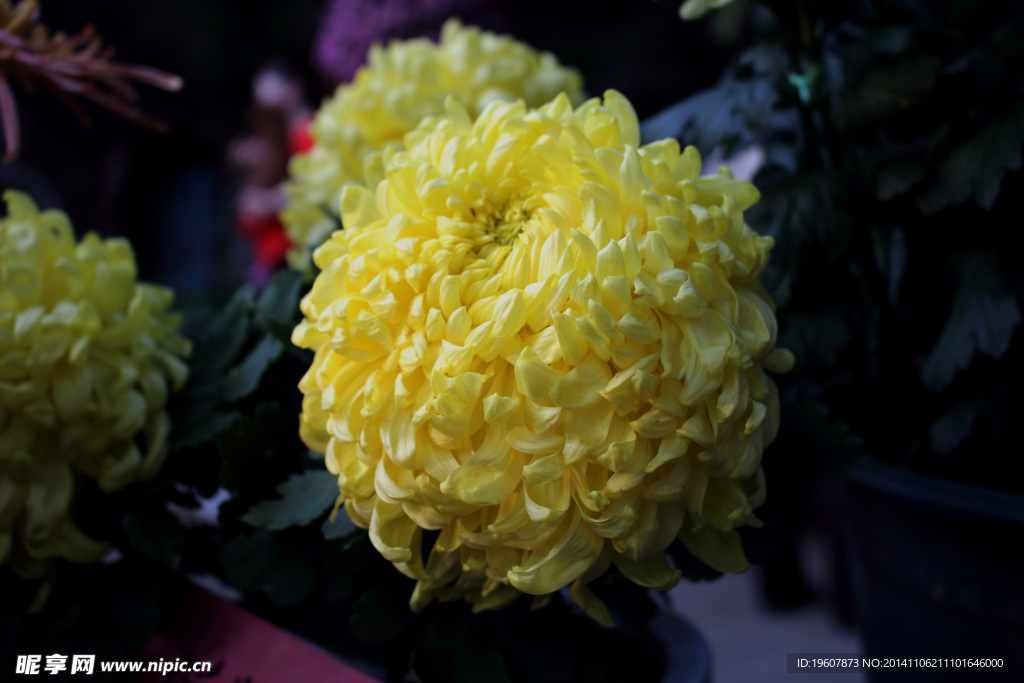 菊花