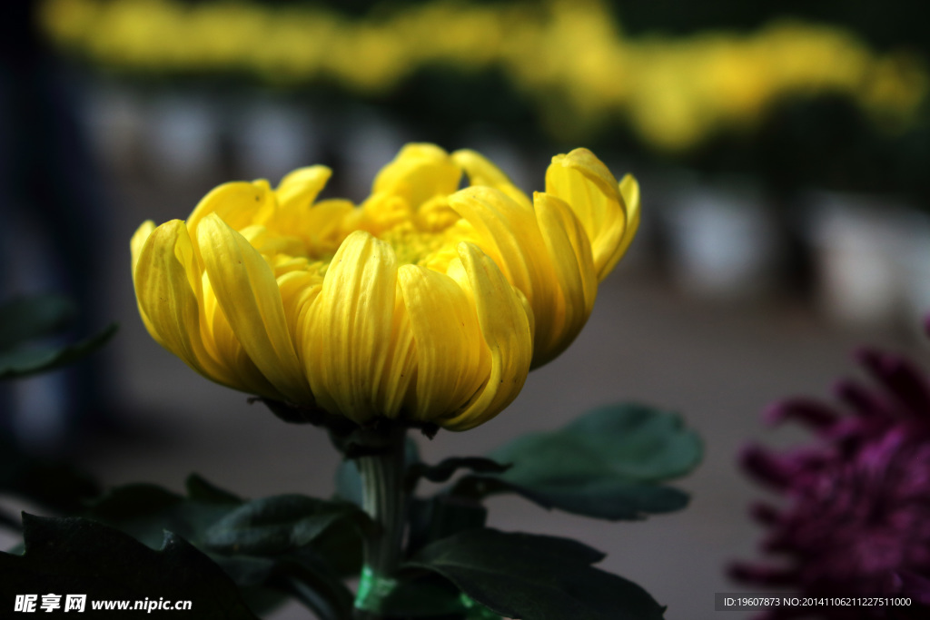 菊花