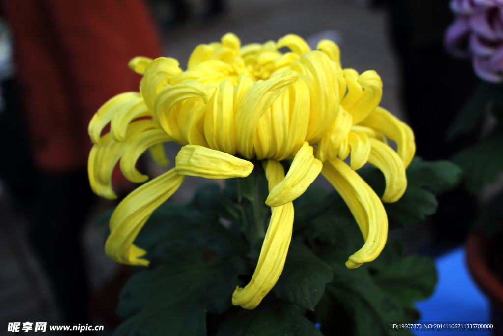 菊花