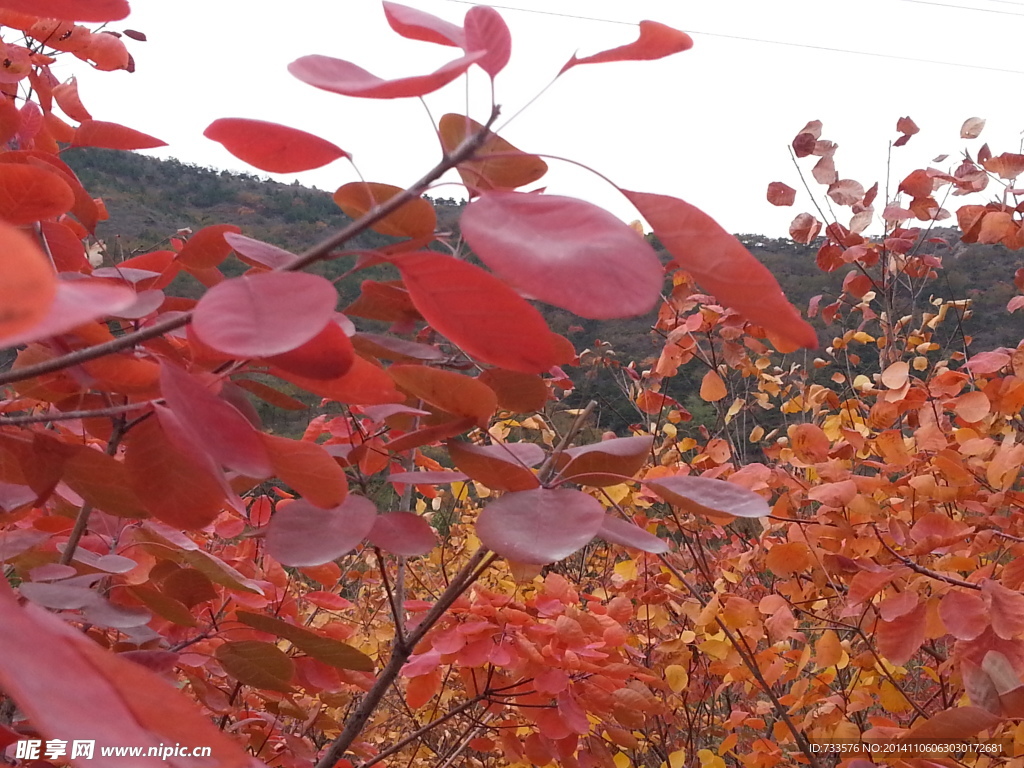 片片紅葉情