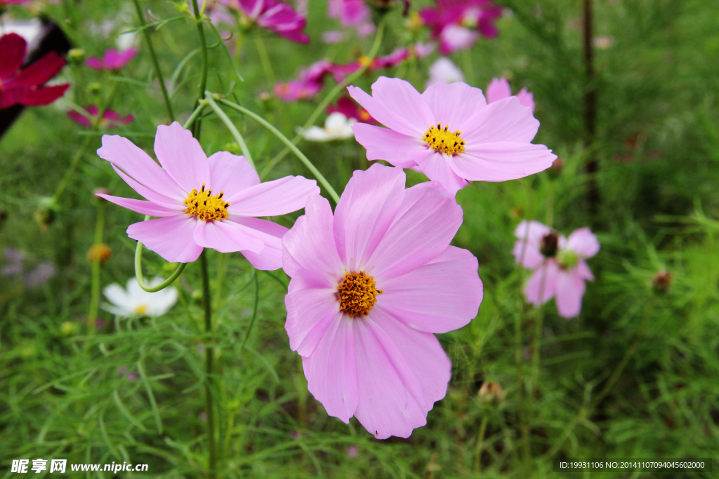 格桑花開