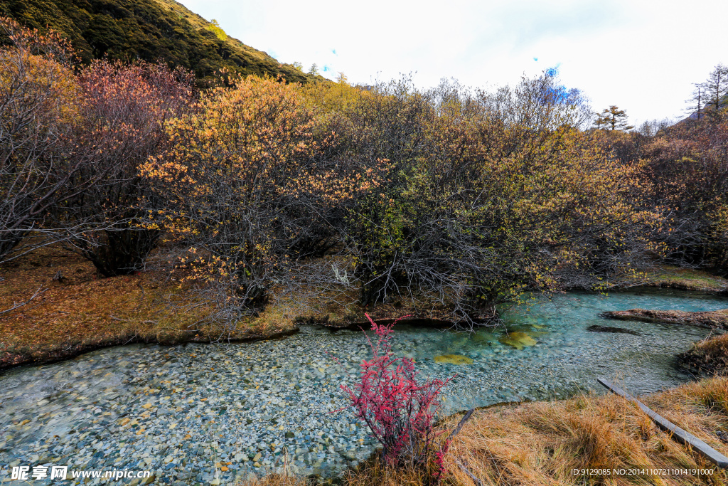沖古草坪
