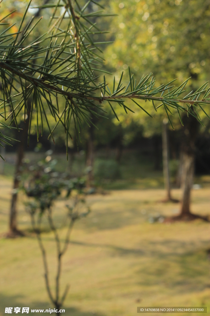 公園樹葉下