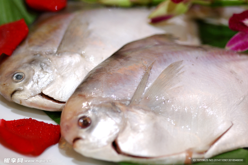 野生大鯧魚