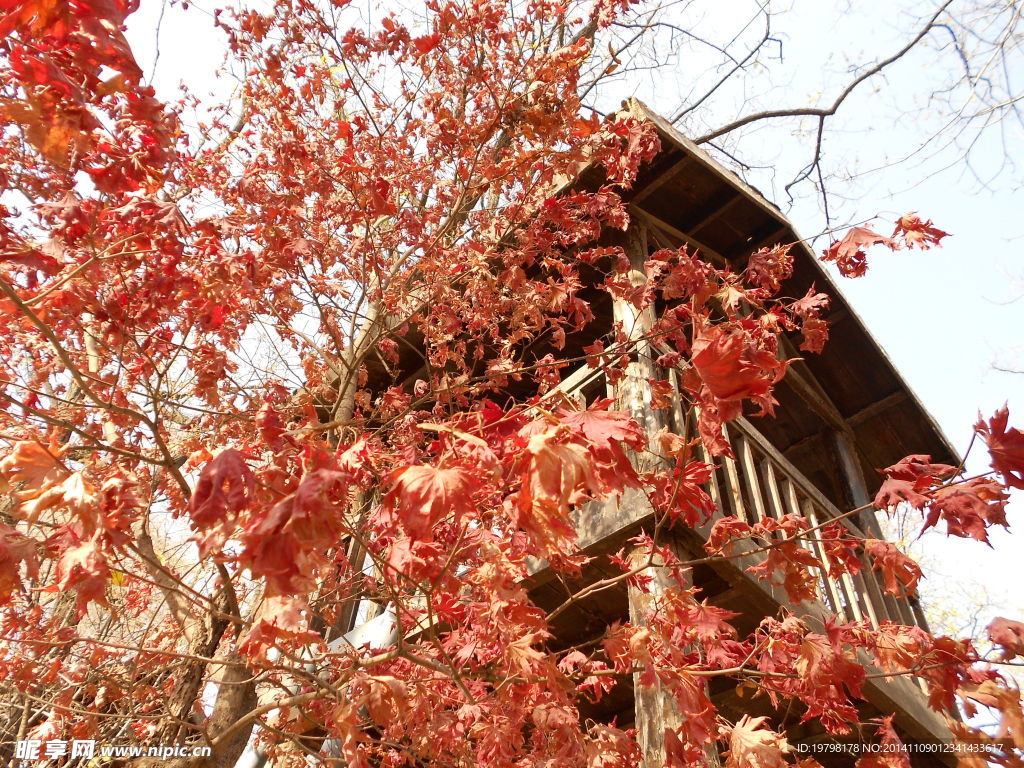 紅葉和小木屋