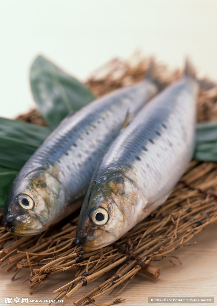沙丁魚(yú)