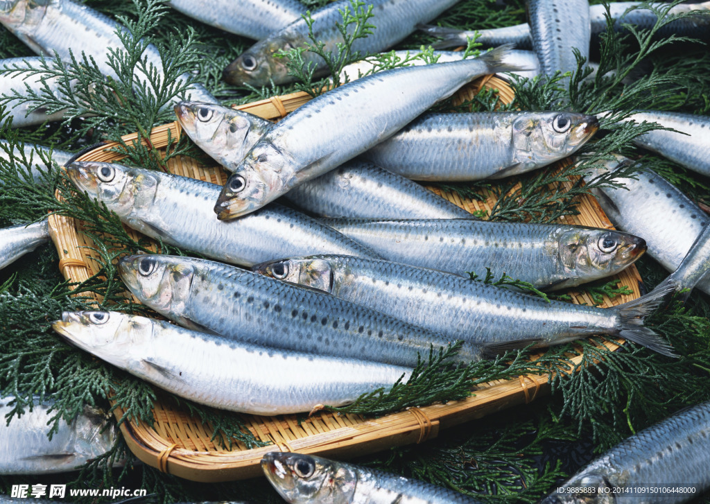 沙丁魚