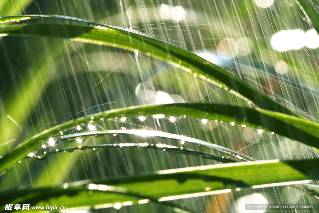暴雨下的綠葉