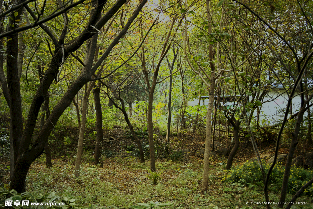 小樹林