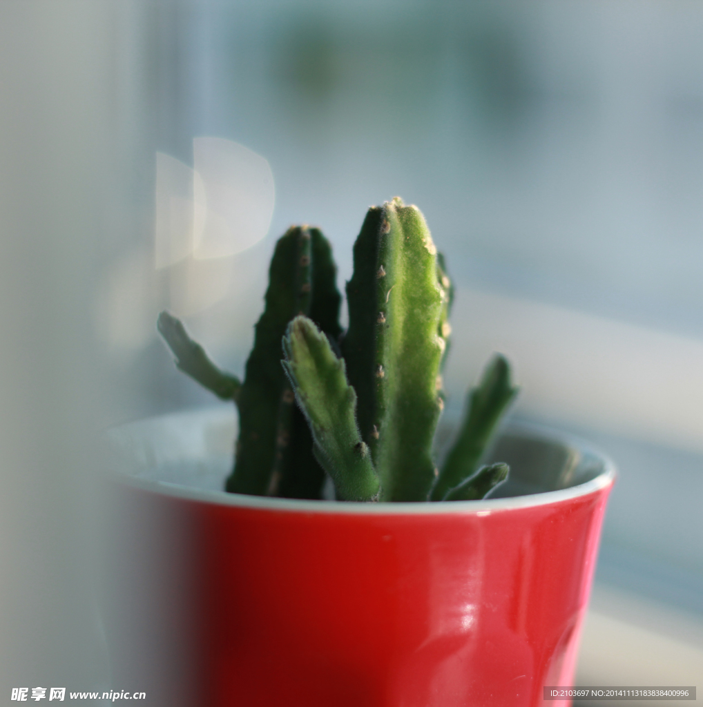 龍王角多肉植物盆栽