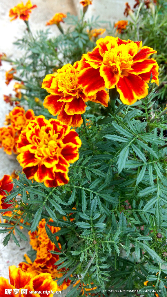 黃色花