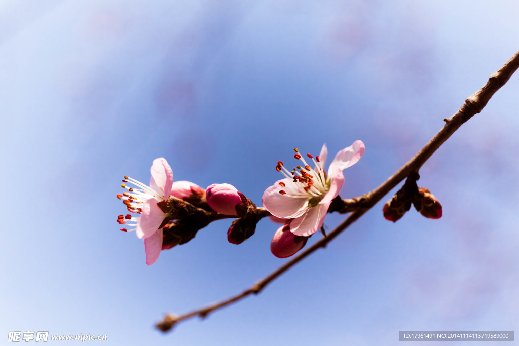 奧林匹克公園梅花