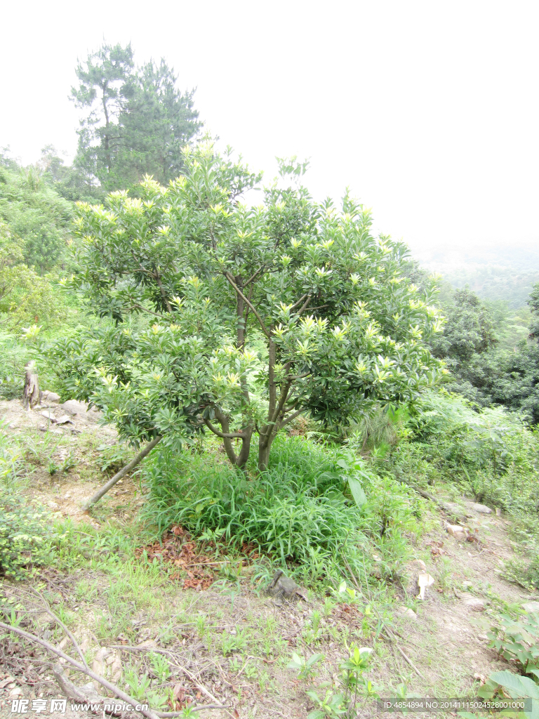 小楊梅樹