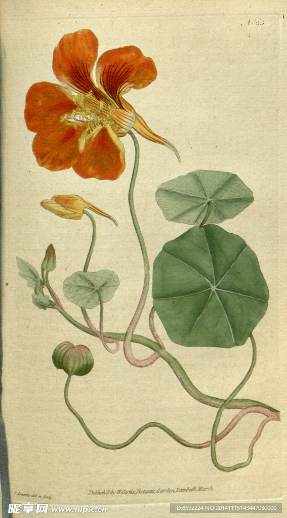 花类图鉴 植物