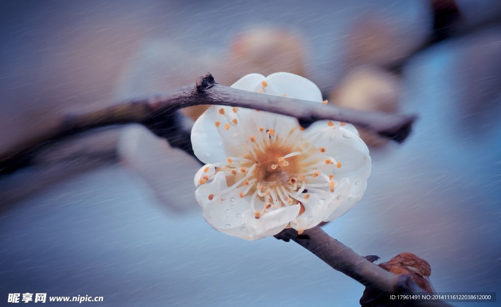 奧林匹克公園梅花