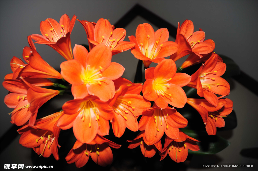 紅色花朵