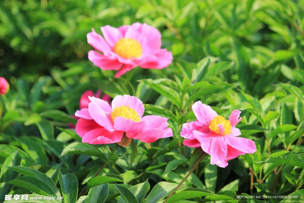 奧林匹克公園牡丹