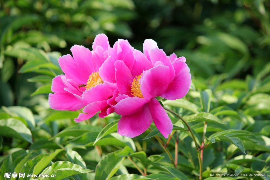 奧林匹克公園牡丹