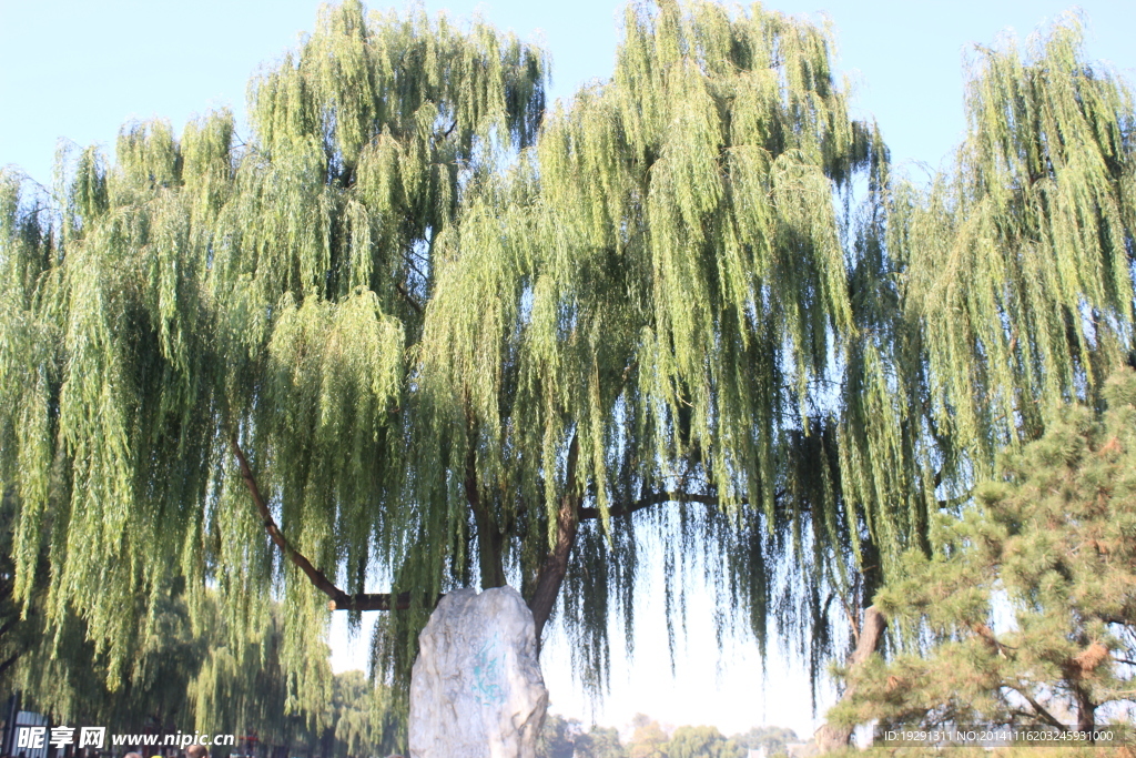 柳樹(shù)風(fēng)景