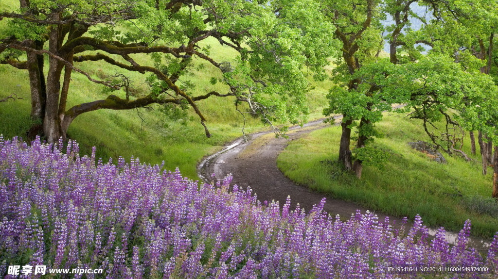 薰衣草山坡