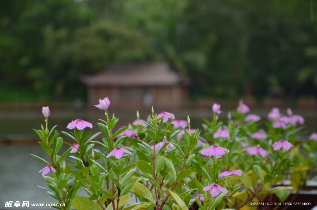 雨中小花