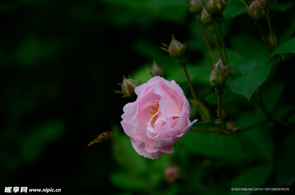 薔薇花