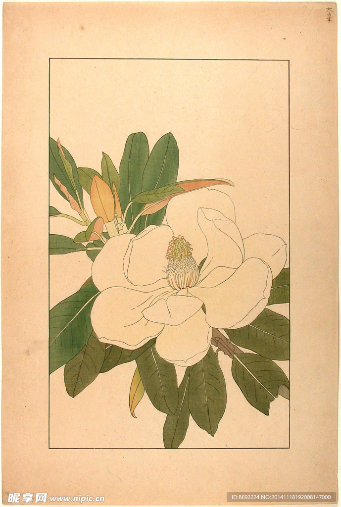 花类图鉴 植物手绘