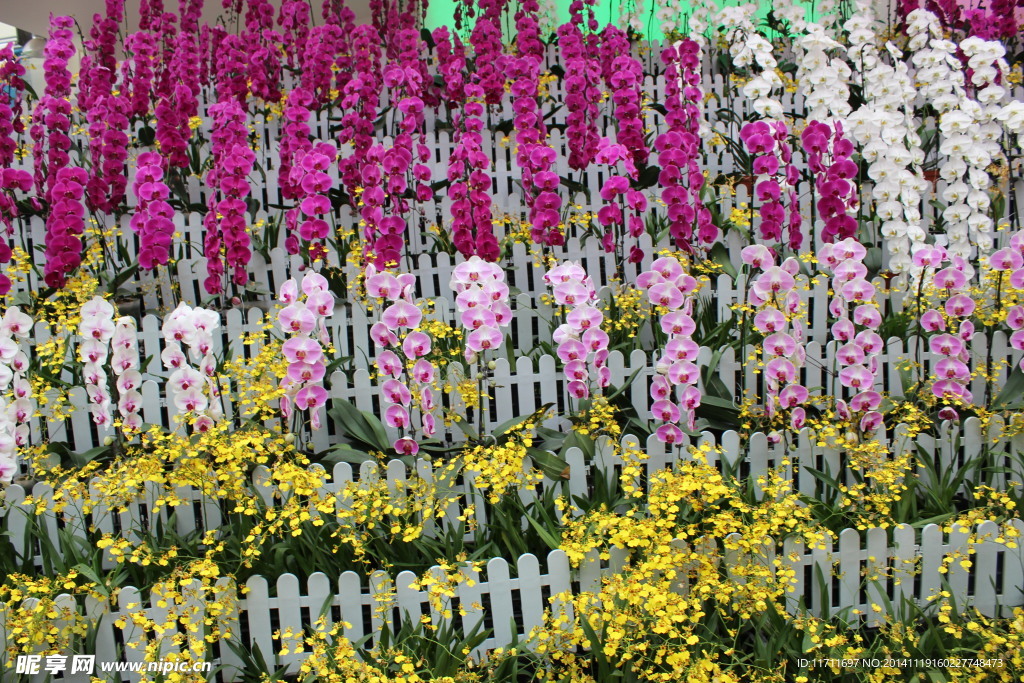 蝴蝶蘭花