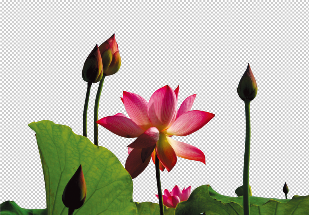 荷花