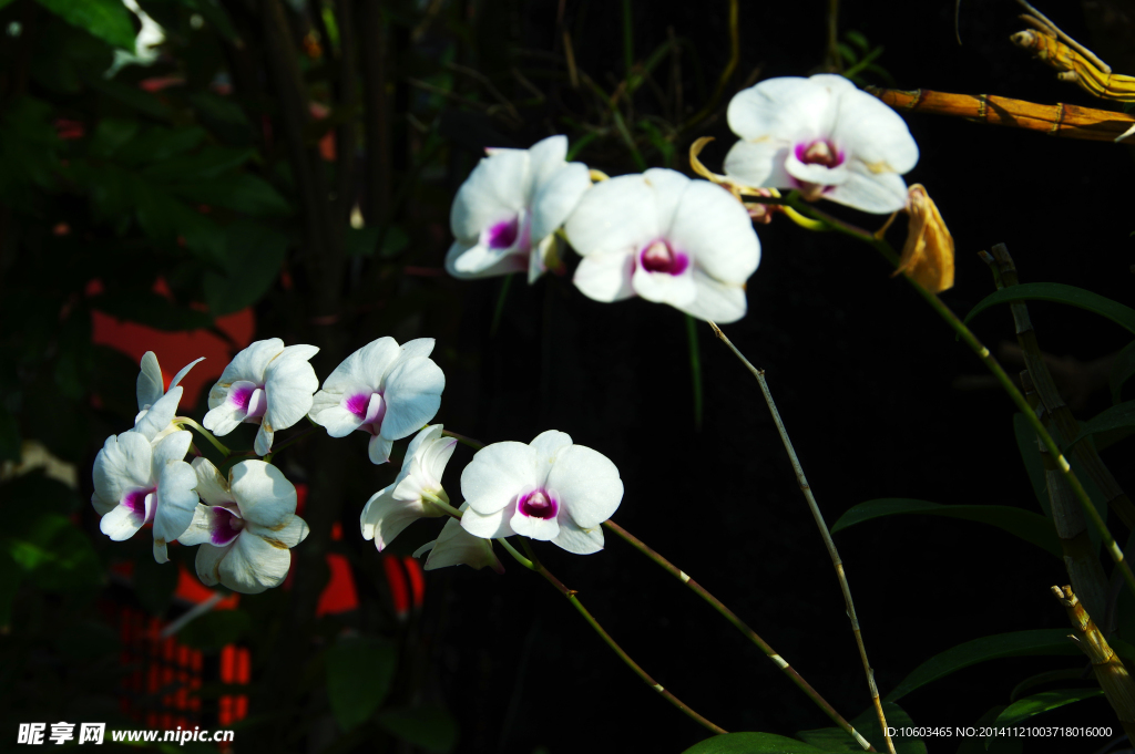 白紫蘭花 陰處生輝