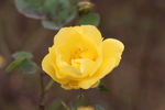 黄色 玫瑰 月季秋意 