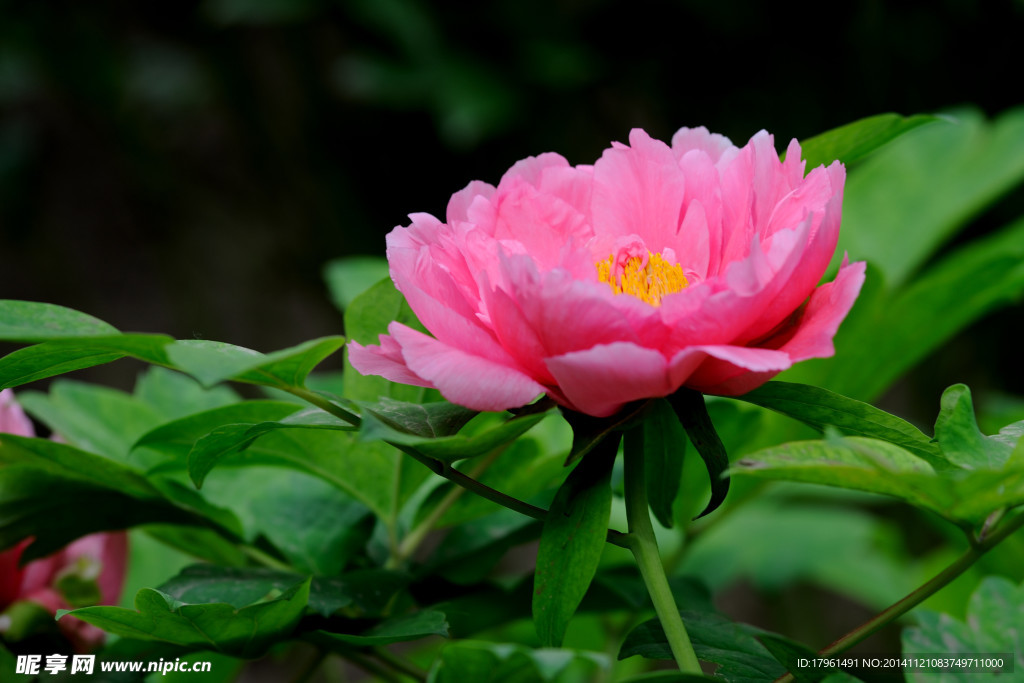奧林匹克公園牡丹